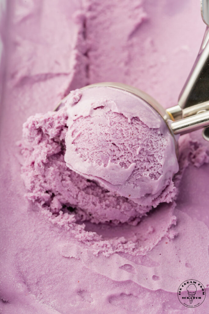 closeup of blueberry ice cream being served with a metal ice cream scoop.